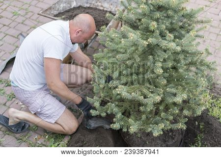 A Man Is Planting A Christmas Tree. Man Planting Small Christmas Tree In Silty Soil Ground With Bare