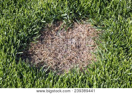 Pests And Disease Cause Amount Of Damage To Green Lawns, Lawn In Bad Condition And Need Maintaining