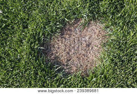 Pests And Disease Cause Amount Of Damage To Green Lawns, Lawn In Bad Condition And Need Maintaining