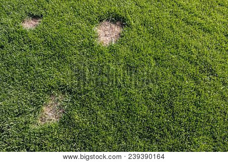 Pests And Disease Cause Amount Of Damage To Green Lawns, Lawn In Bad Condition And Need Maintaining
