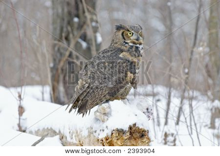 Ptak długo uszami sowa