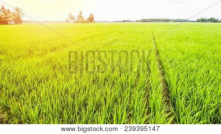 Rice Field Landscape, Paddy Field Landscape, Tropical Landscape