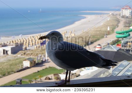 A Seagull At The Beach Of Burgtiefe Fehmarn Island In Schleswig Holstein Northern Germany