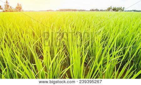 Rice Field Landscape, Paddy Field Landscape, Tropical Landscape