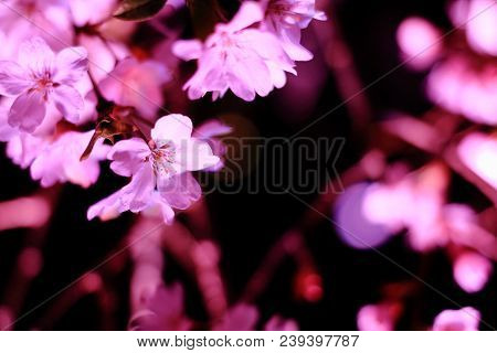 Weeping Cherry Tree In Sakura No Sato, Izu, Shizuoka, Japan (night Scene)
