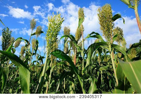 Jowar Grain Sorghum Growing At Farm Field