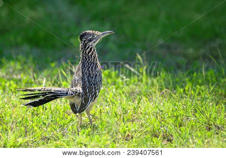 The Greater Roadrunner (geococcyx Californianus) Bird Standing In The Grass In Springtime Texas