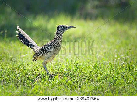 The Greater Roadrunner (geococcyx Californianus) Bird Standing In The Grass In Springtime Texas