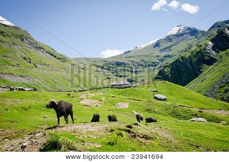 Black mucche sui pascoli di montagna