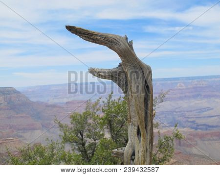 Remnant Of Cedar Tree Against Background Of Desert Canyon