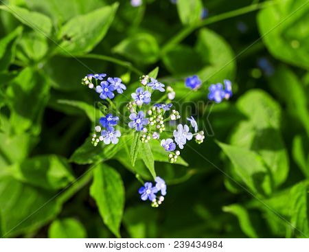 Siberian Bugloss Flower Or Forget-me-nots With Leaf In The Garden