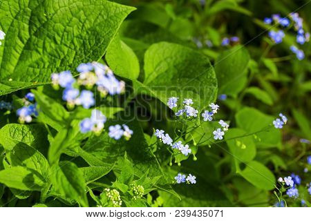 Siberian Bugloss Flower Or Forget-me-nots With Leaf In The Garden