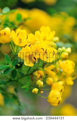blooming cassia surattensis flowers in spring