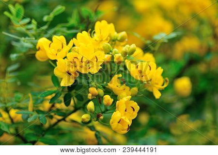 Closeup Of Blooming Cassia Surattensis Flowers In Spring