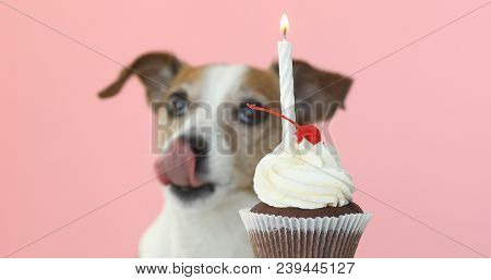 Cute Jack Russell Look At Candle In Cupcake. Dog Licks Himself And Wants To Eat A Cake Pink Backgrou