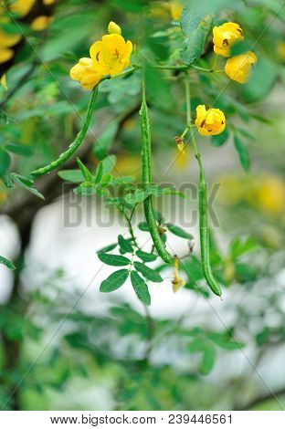Blooming Yellow Cassia Surattensis Flowers In Spring