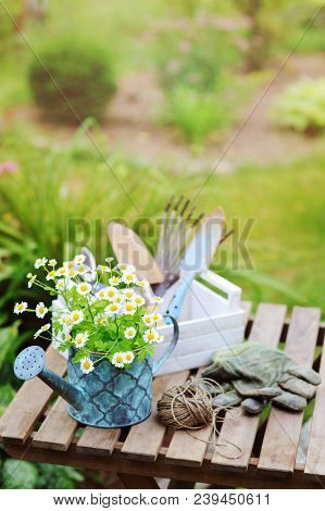 Garden Work Still Life In Summer. Camomile Flowers, Gloves And Toold On Wooden Table Outdoor In Sunn