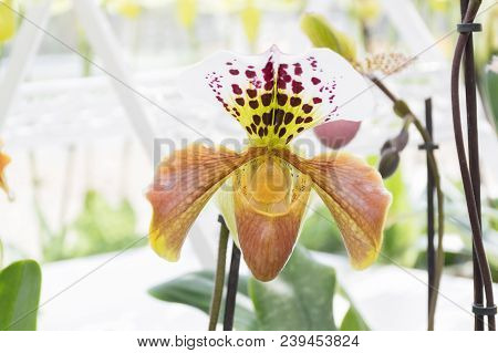 Beautiful Blossom  Paphiopedilum Henryanum Orchids In Form As Slipper With Four Petals, Top With Whi
