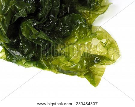 Sea Lettuce - Lechuga De Mar

Edible Green Algae In The Family Ulvacceae. Binomial Name: Ulva Lactut