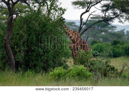 Landscape With Masai Giraffe Or Giraffa Camelopardalis Tippelskirchii Eating Leaves In Savannah