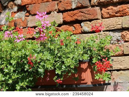 Red And Pink Flower Pot Leaning On The Wall Of A Brick House
