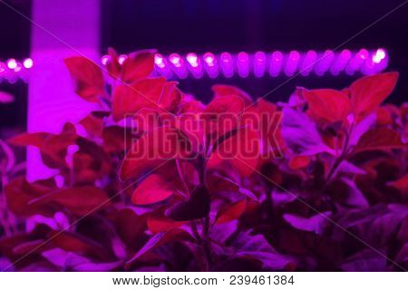 Seedlings Of Young Plants Illuminated By Led Phyto Light Lamp. Home Grown Saplings Under Artificial 