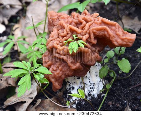 Gyromitra Esculenta (false Morel,calf Brain,bull Nose) Mushroom In The Forest.first Spring Mushrooms