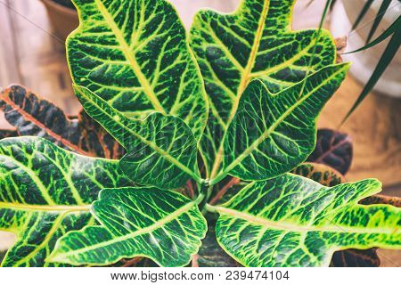 Beautiful Leaves Of Croton's Home Plant