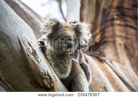 Wild Koala Seen Along The Way To Cape Otway Lightstation Melbourne Australia Great Ocean Road