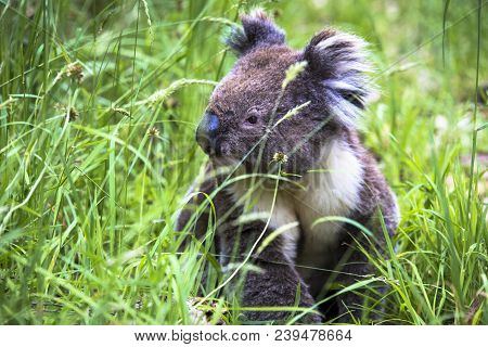 Wild Koala Seen Along The Way To Cape Otway Lightstation Melbourne Australia Great Ocean Road