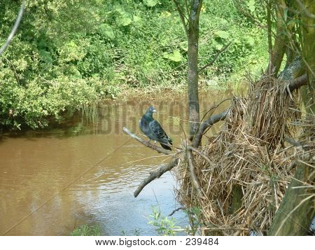 A Perched Pigeon