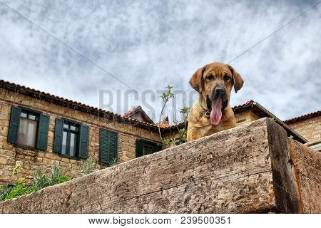Cute Young Dog Is Yawning On The Stone Wall