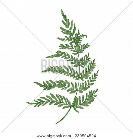 Green Fern Hand Drawn On White Background. Elegant Botanical Drawing Of Beautiful Forest Or Woodland