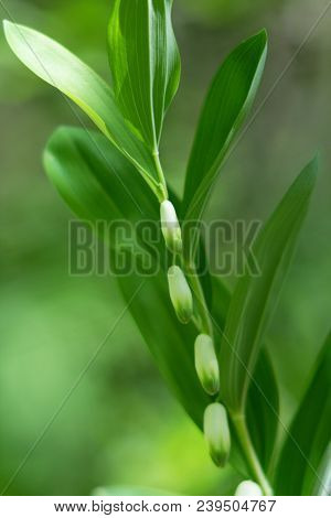 Polygonatum Also Known As King Solomon's-seal Or Solomon's Seal.