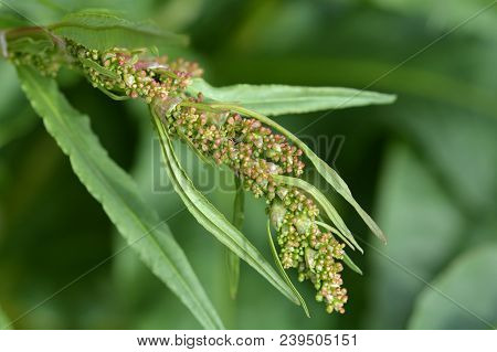 Close Up Of Western Dock Buds - Latin Name - Rumex Aquaticus