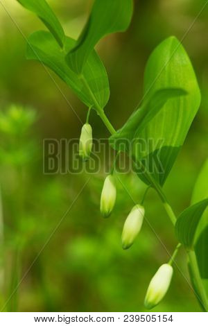 Polygonatum Also Known As King Solomon's-seal Or Solomon's Seal.
