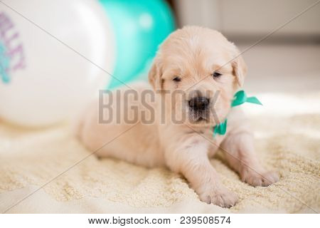Close-up Portrait Of Three Weeks Old Golden Retriever Puppy With Green Ribbon Lying On The Blanket O