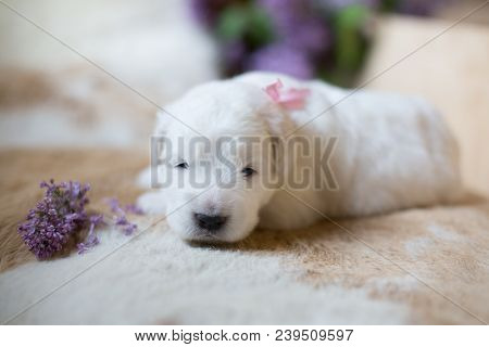Close-up Image Of Lovely White Fluffy Pup With Pink Ribbon. Portrait Of One Week Old Cute Maremma Pu