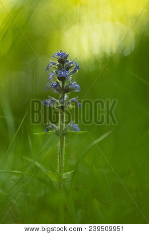 The Creeper (ajuga Reptans L.) Is A Species Of Dicotyledonous Plant Of The Mummy Family. It Grows In