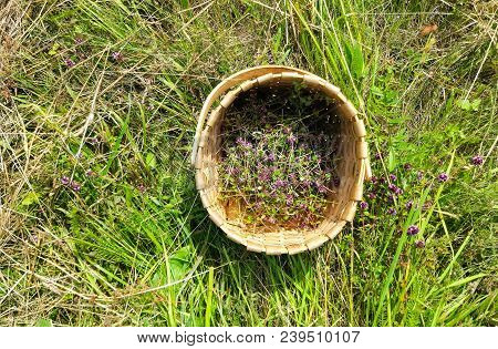 Blossoming Thyme In A Basket On Meadow In The Sunny Day. Thymus Serpyllum Plants For Herbal Tea.