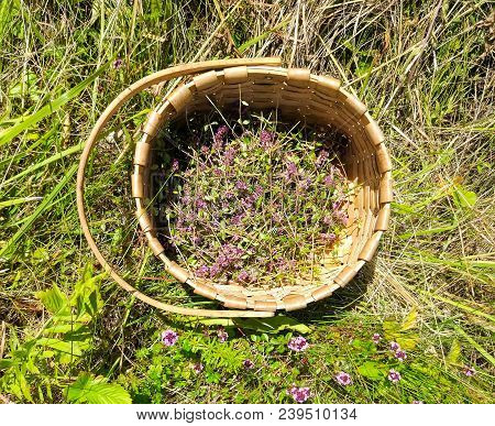 Blossoming Thyme In A Basket On Meadow In The Sunny Day. Thymus Serpyllum Plants For Herbal Tea.