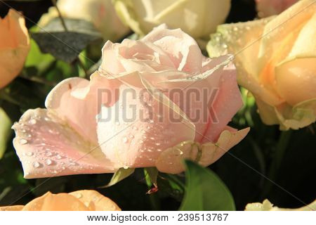 Big Pink Rose With Water Drops After A Rainshower