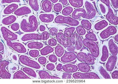 Cross Section Human Testis Under Microscope View For Education Histology, Human Tissue