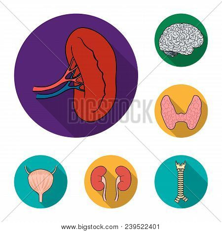 Human Organs Flat Icons In Set Collection For Design. Anatomy And Internal Organs Vector Symbol Stoc