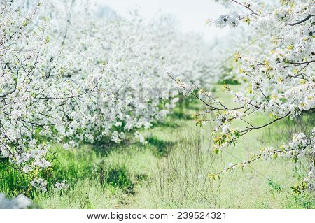 Beautiful Garden With Blossoming Large Fruit Trees On A Fresh Green Lawn. Background Ornament Spring