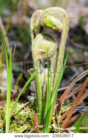 Closeup View Of Some Fresh Edible Fiddleheads Found In The Forests Of Ontario, Canada.
