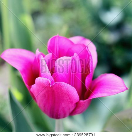 Biautiful Big Pink Lilac . Photo. Flowers Spring