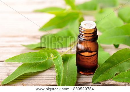 Eucalyptus Essential Oil And Fresh Eucalyptus On The Wooden Table
