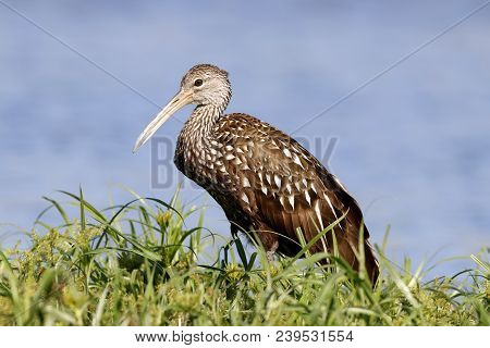 A Limpkin, Aramus Guarauna At The Edge Of The Water In A Florida Bay