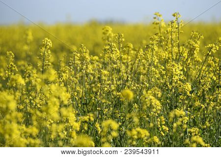 Blooming Colza Flowers In A Colza Field In Poland. Yellow Colza Flower. Rape Flower On Rapeseed.